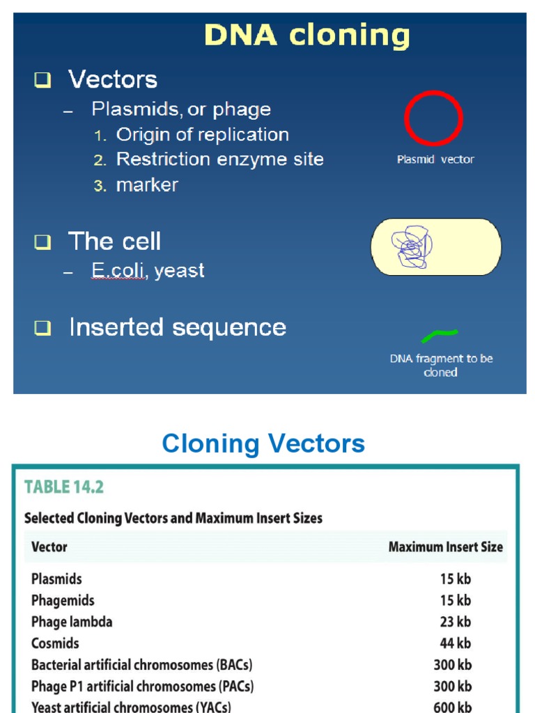 3 B DNA Cloning and Vectors | PDF | Plasmid | Molecular Cloning