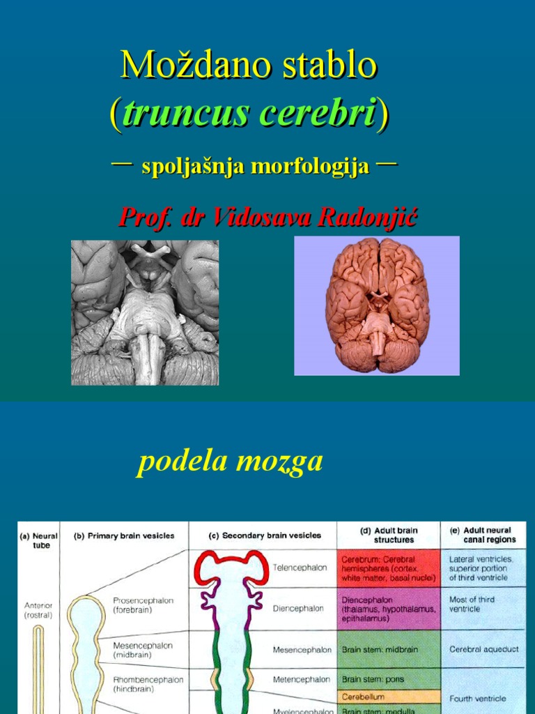 Truncus Cerebri Spoljasnja Morfologija | PDF