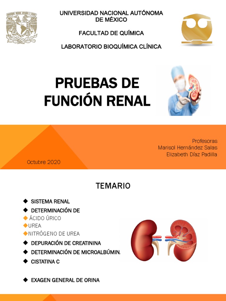 Pruebas Función Renal | PDF | Riñón | Función renal
