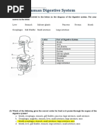 Human Digestive System Worksheet