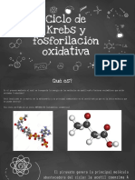 Krebs y fosforilación.3