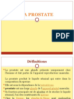 Prostate