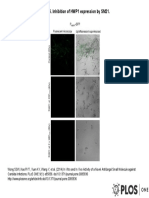 Figure 6. Inhibition of HWP1 Expression by SM21