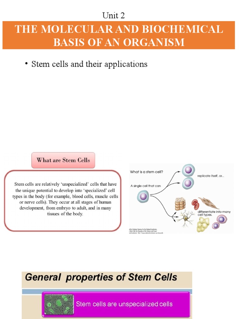 Stem Cells and Their Application | PDF | Stem Cell | Gene Therapy
