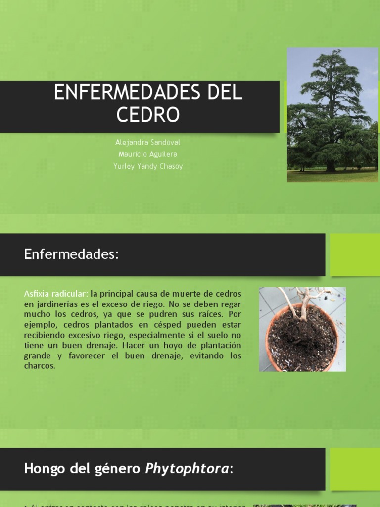 Enfermedades Del Cedro | PDF | Insectos | Riego, image size:768x1024