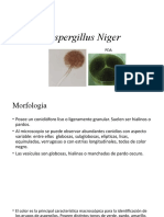 Aspergillus Niger Morfología