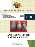 ANTRACNOSIS EN PALTO Y FREJOL