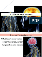 1.1 Sistem Saraf Manusia