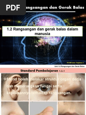 1 2 1 Sruktur Dan Fungsi Organ Deria Pdf
