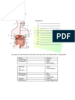 A.2.1 - Sistema digestivo humano - Ficha de trabalho (1)