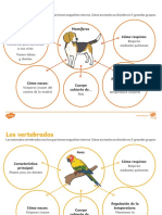 Hoja Informativa Características de Los Animales Vertebrados PDF