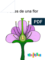 Partes de Una Flor Edufichas