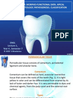 Periodontium. Morpho-Functional Data. Apical Periodontitis. Etiology, Pathogenesis. Classification