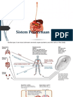 Sistem Pencernaan