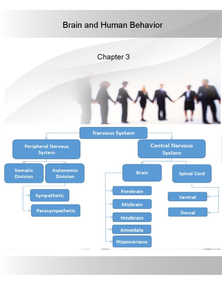 Chapter 3 Brain and Human Behavior | PDF | Neuron | Neurotransmitter