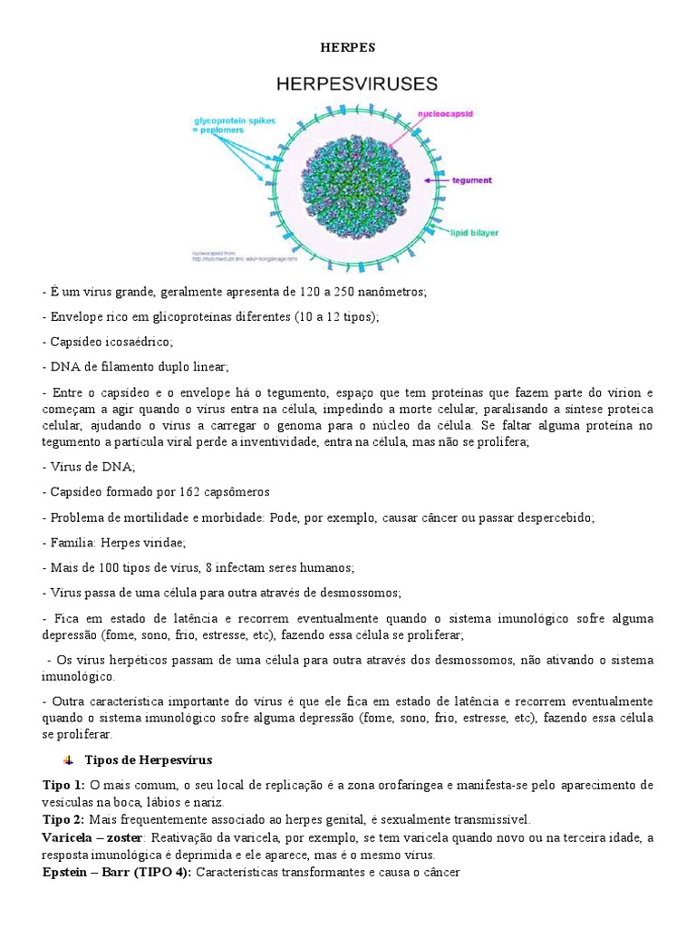 Estrutura e Replicação do Vírus Herpes | PDF | Vírus | Herpes simples