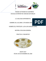 Practica 4 Platelmintos PDF