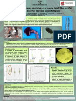 Stephanurus Tcnicas RUSIverde PDF