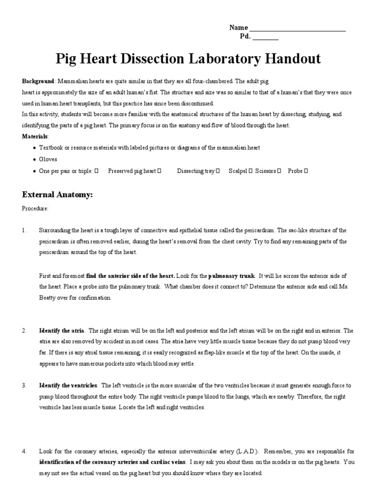 Pig Heart Dissection Lab PDF Heart Valve Coronary Circulation