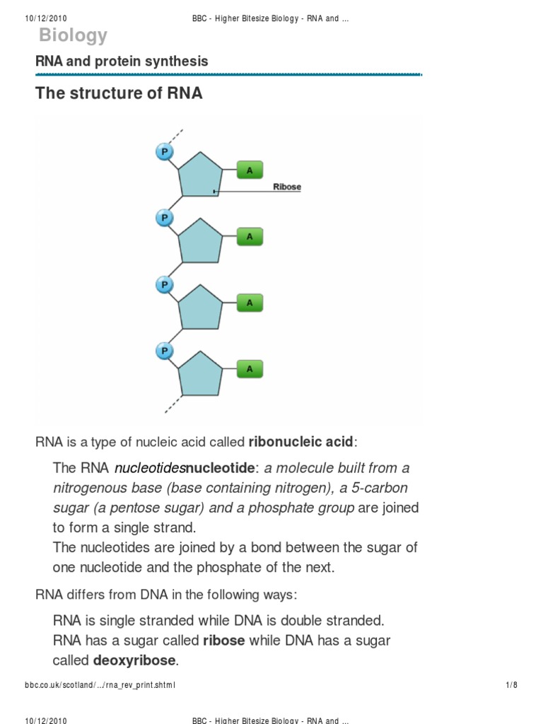 what is classification in biology bbc bitesize