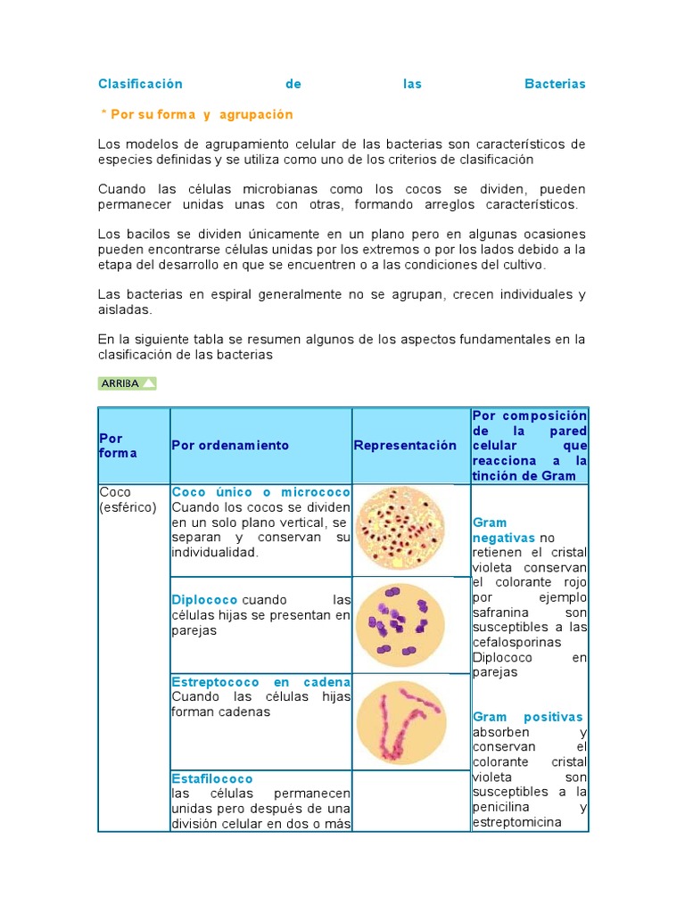 Clasificación de las Bacterias