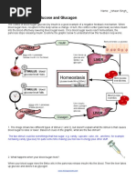 Feedback Loops - Glucose and Glucagon | PDF | Insulin | Glucose