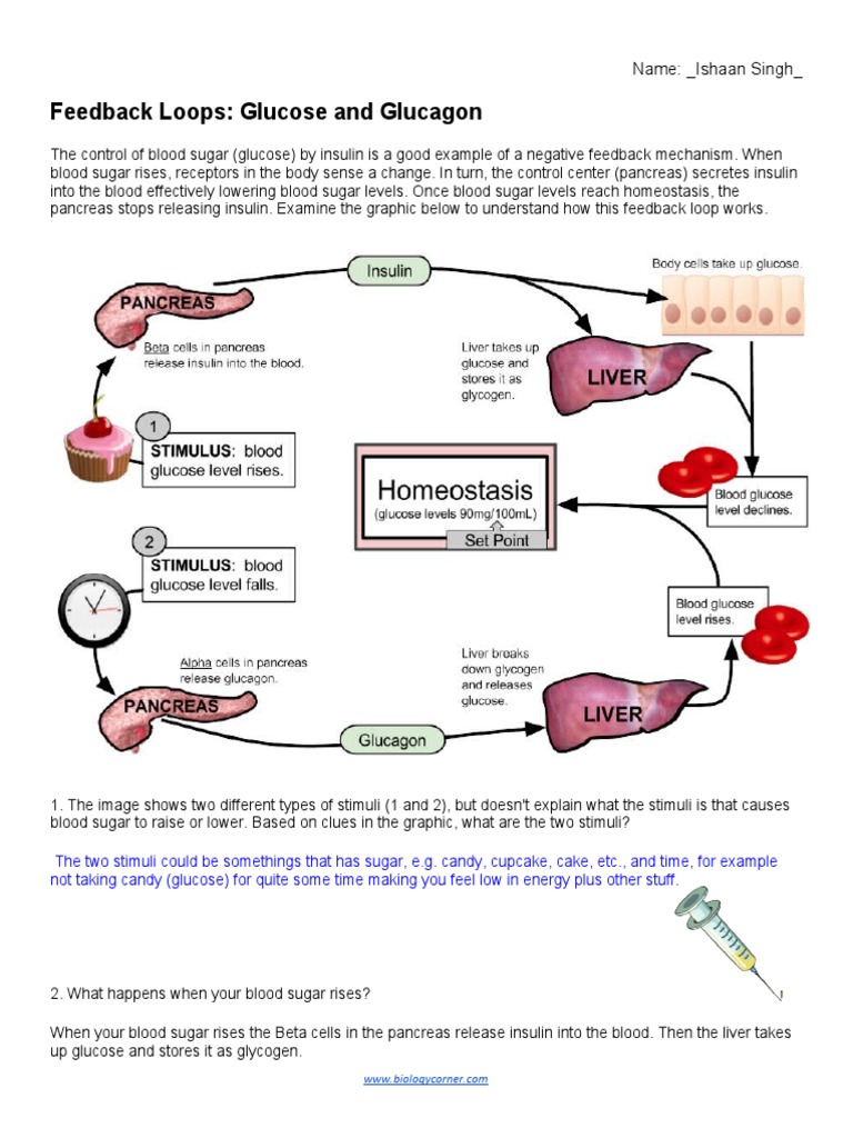 feedback-loops-glucose-and-glucagon-name-ishaan-singh-pdf