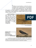 Odonata PDF