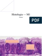 Histologia m1 - Pneumo