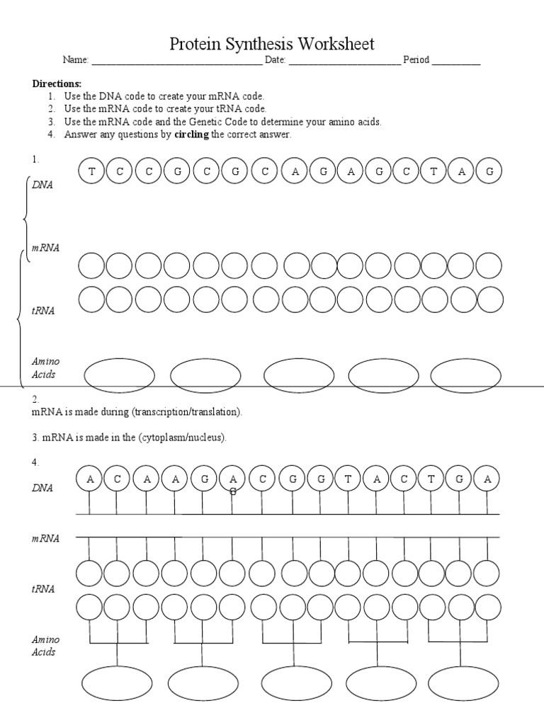 Protein Synthesis Worksheet Answers | PDF