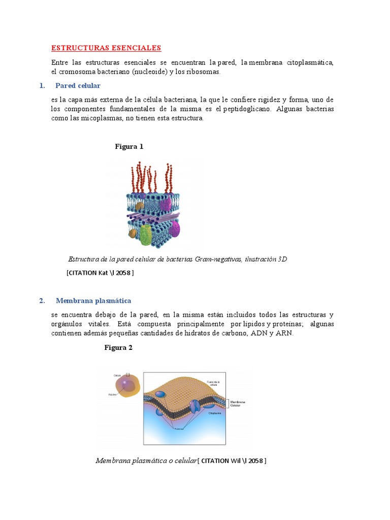 Estructura Bacteriana | PDF | Las bacterias | Citoplasma
