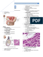 Micro - Male Reproductive System PDF