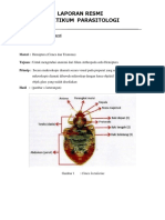 Kirana Putri - Lap Ento Hemiptera PDF