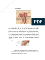 Organ Dalam Proses Penelanan Dan Klasifikasi Maloklusi