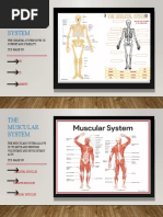 THE Skeletal System: The Skeletal System Gives Us Support and Stability. It Is Made Up