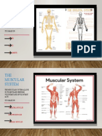 THE Skeletal System: The Skeletal System Gives Us Support and Stability. It Is Made Up