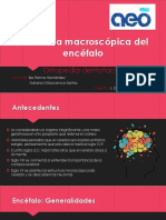 Anatomía Macroscópica Del Encéfalo