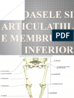 Oasele Si Articulatiile Membrului Inferior