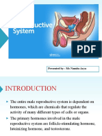 Male Reproductive System Structures and Functions