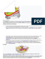 Structura Celulei Procariote Și Eucariote