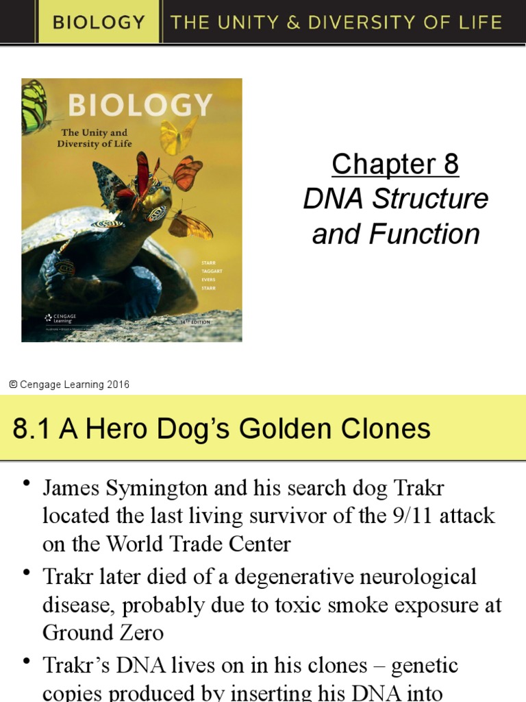 DNA Structure and Function | PDF | Chromosome | Dna Replication