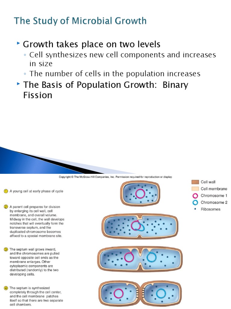 Bacterial Growth Curve Phases Explained | PDF | Growth Medium | Metabolism