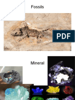 Fossils PPT