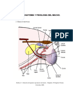 Anatomia y Fisiologia Del Macho