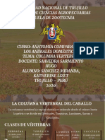 Columna Vertebral Del Equino PDF