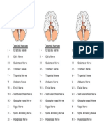 12 Cranial Nerves Functions