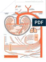 PDF vasos y nervios