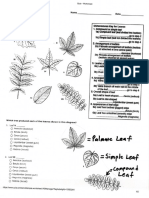 Plant dichotomous key worksheet (1).pdf