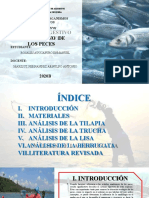 Informe N°01-Sistema Digestivo de Los peces-ROSALES