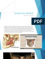 Anatomía Dental 2